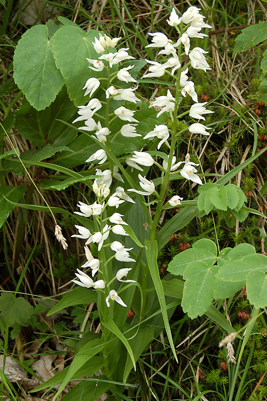 Cephalanthera longifolia